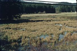 Wetlands at Mechosin