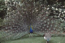 Peacock at Stanley Park