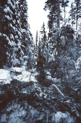 D4H skidding logs at Summit Lake