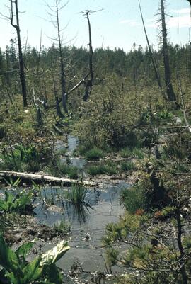 Trail through bog betwen Walbran and Cullite Creek on the West Coast Trail