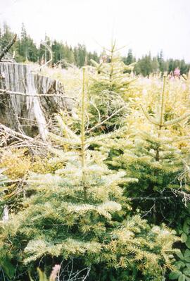 Advance regeneration in logged cedar block in ICHwk3 subzone