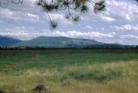 Mined field crops at Newgate