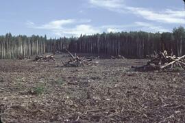New cultivation near Fort Nelson
