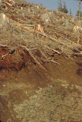 Soil profile in watershed at Queen Charlotte City