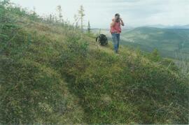 Alder clumps, limestone ridge, N Ogilvie Mts. - 01