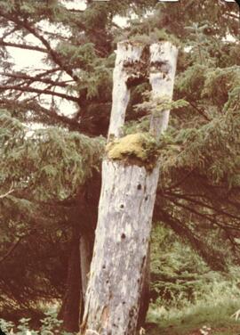 Old support beams for a house at Anthony Island