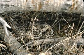 Sharptail grouse in habitat at Rose Prairie
