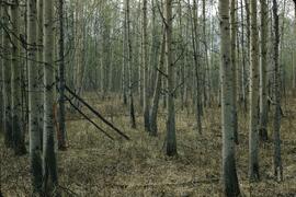 Aspen stand at Murdale