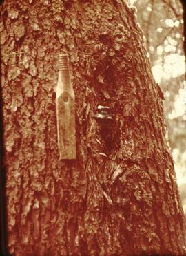 Telegraph line anchor on tree in the Tsocowis-Tsusiat Falls area on the West Coast Trail