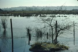 Wetlands near  Serpentine Fen