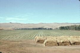 Hay stacks and field near Niska Lake