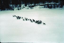 Caribou on the Klappan River
