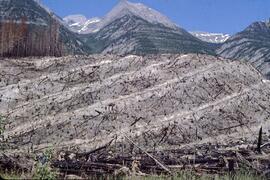 Downed logged trees and eroded slopes north of Donald