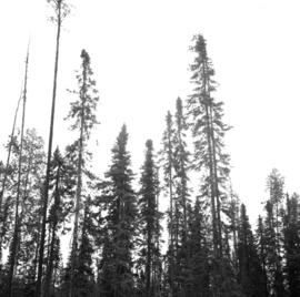 Black Spruce residuals after pulp logging a stand of Lodgepole pine and White Spruce at Mile 6.5, Hart Highway