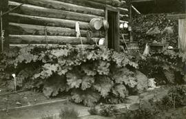 Rhubarb by kitchen door, Fort Fraser