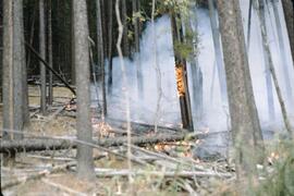 Forest fire at Placer Mountain