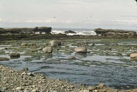 Rocky shoreline and green algae at southern area of Mabens Beach