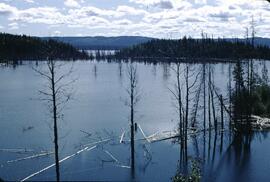 Debris on Ootsa Lake
