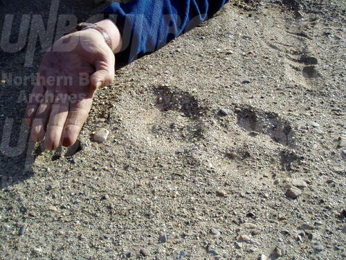 Original Digital object not accessible