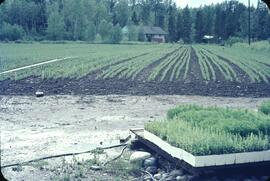 Forest nursery at Telkwa