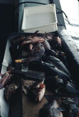 Catch of fish on Edgewater Fortune boat in the Queen Charlotte Islands