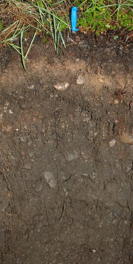 BC12-11 soil profile (cropped)