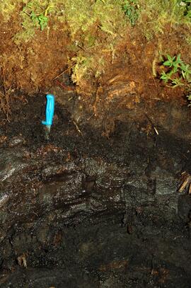 BC12-09 soil profile (detail)