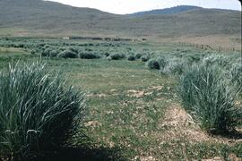 Saltgrass near Kamloops