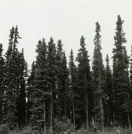 Potentially commercial Black Spruce stand at Mile 3 on the Hart Highway