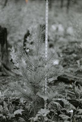 E.P. 660 No. 1 - Buckhorn - Lodgepole Pine (1+1+1)