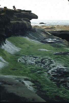 Undercut rock and green algae at southern area of Mabens Beach