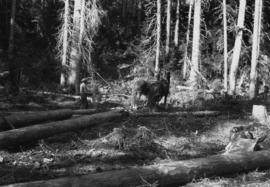Skidding logs with horses at Aleza Lake Experimental Station