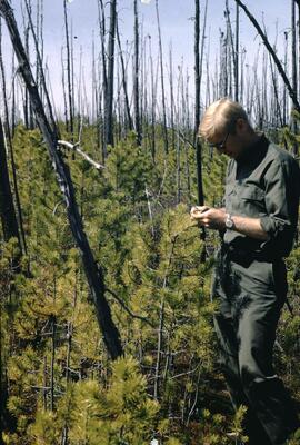 Ron Kowall assessing lodgepole pine regeneration at Milligan Creek