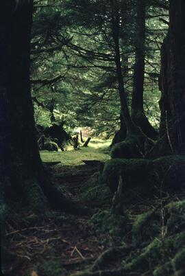 Forest and foliage near Rose Harbour in the Queen Charlotte Islands