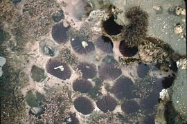 Tidal pools at Mabens Beach
