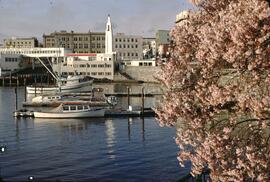 Spring blossoms and harbour in Victoria