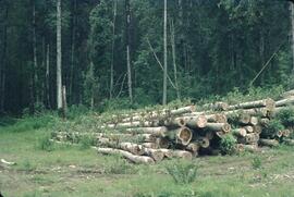 Cottonwood logs near Pemberton