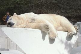 Polar bear at Stanley Park Zoo