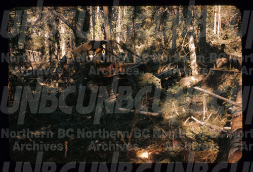 Original Digital object not accessible