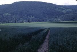 Oats and potatoes at Soda Creek
