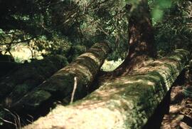 Ninstints totem poles at Anthony Island