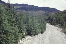 Broad-leaf trees and young forest in Nimpkish Valley