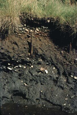 Fish traps and clam shells on the seashore at Slim Inlet in the Queen Charlotte Islands