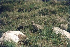 Ptarmigan