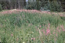 Fireweed at Topley Landing