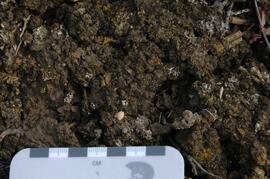 Tuya River valley soil crust at site BC07-01