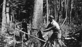 Loggers felling tree with a two-man crosscut saw