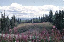 Fireweed and powerline at Topley Landing