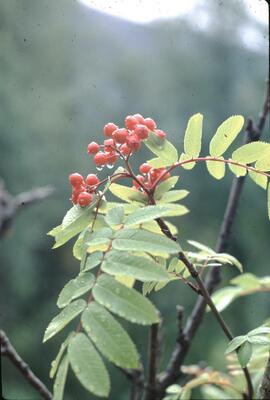 Water drops on mountain ash berries at Suskwa River
