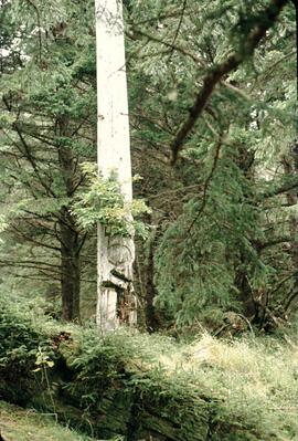 Ninstints totem poles at Anthony Island